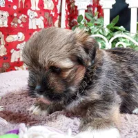 AKC Dawson, a male Lhasa Apso for sale in Jay, OK – 3 of 3