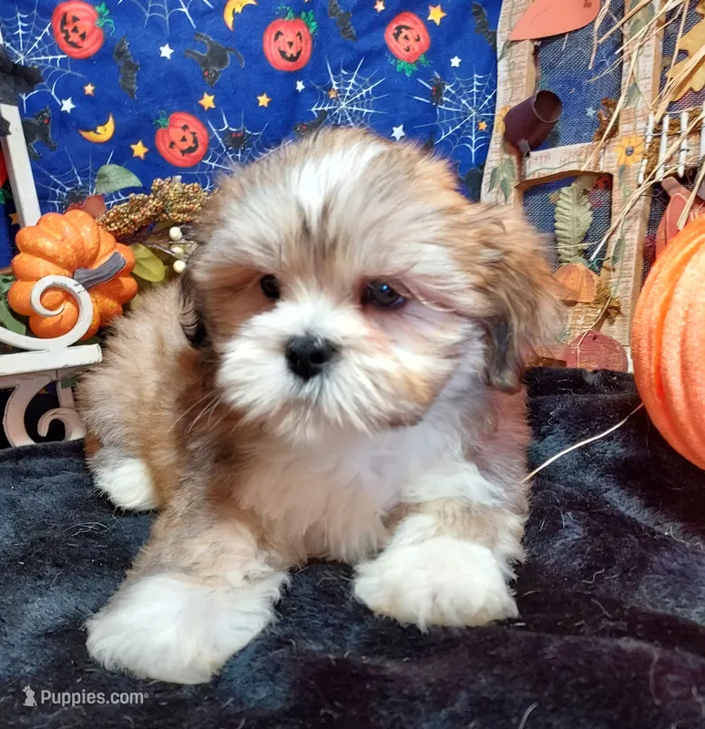 AKC Cody – Lhasa Apso puppy for sale in Jay, OK
