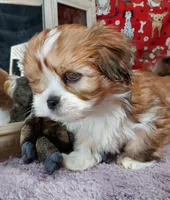 AKC Ryder, a male Lhasa Apso for sale in Jay, OK – Photo 3 of 3