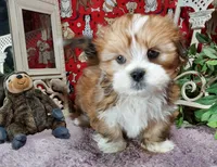 AKC Ryder, a male Lhasa Apso for sale in Jay, OK – Photo 1 of 3