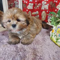 AKC Lacy, a female Lhasa Apso for sale in Jay, OK – Photo 3 of 3