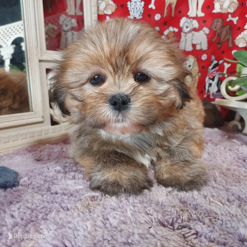 AKC Lacy, a female Lhasa Apso for sale in Jay, OK – Photo 1 of 3