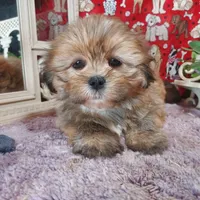 AKC Lacy, a female Lhasa Apso for sale in Jay, OK – Photo 1 of 3