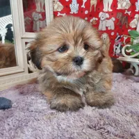 AKC Lacy, a female Lhasa Apso for sale in Jay, OK – Photo 2 of 3