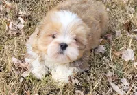 AKC Jasmine, a female Lhasa Apso for sale in Jay, OK – Photo 3 of 4