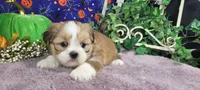 AKC Jasmine, a female Lhasa Apso for sale in Jay, OK – Photo 4 of 4