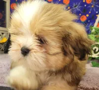 AKC Jasmine, a female Lhasa Apso for sale in Jay, OK – Photo 2 of 4
