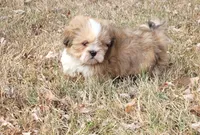 AKC Jasmine, a female Lhasa Apso for sale in Jay, OK – Photo 1 of 4