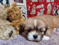 AKC Dexter, a male Lhasa Apso for sale in Jay, OK – 2 of 3