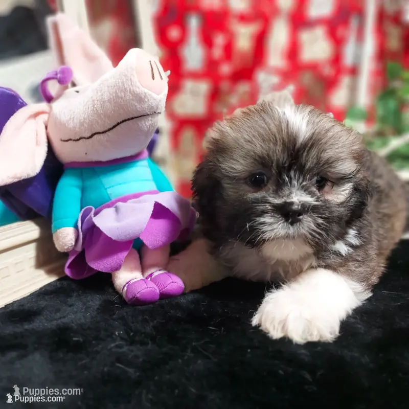 AKC Callie – Lhasa Apso puppy for sale in Jay, OK