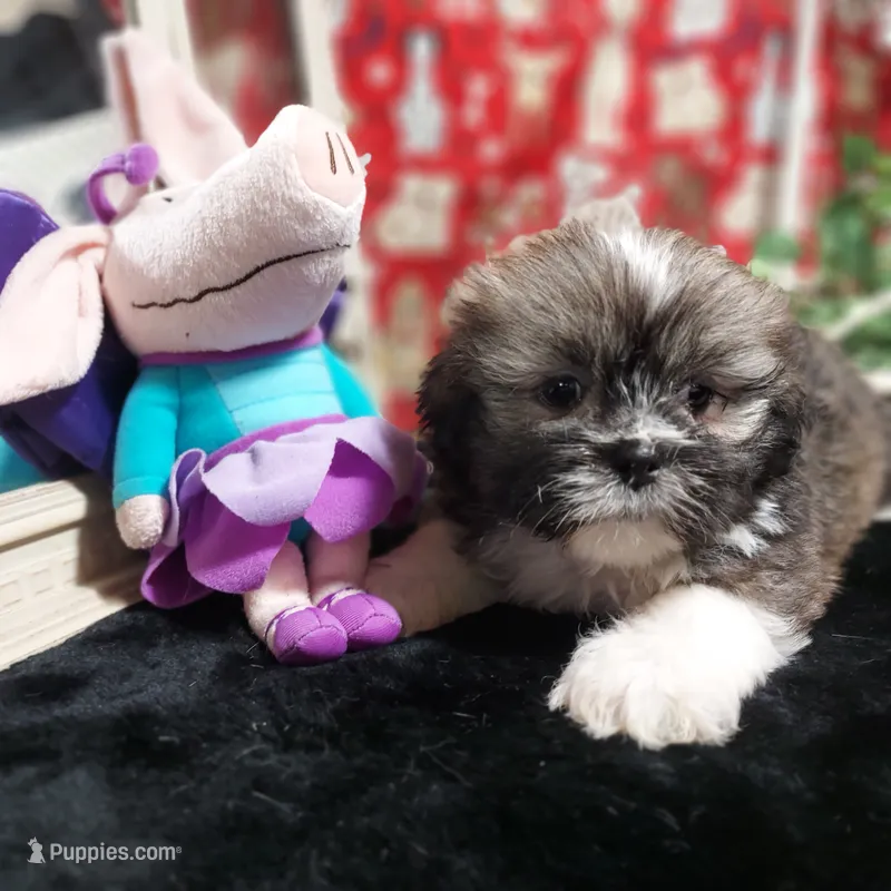 AKC Callie – Lhasa Apso puppy for sale in Jay, OK