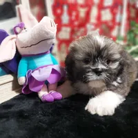 AKC Callie, a female Lhasa Apso for sale in Jay, OK – 1 of 2