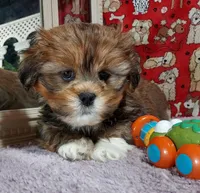 AKC Reggie, a male Lhasa Apso for sale in Jay, OK – Photo 2 of 3