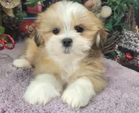 AKC Khloe, a female Lhasa Apso for sale in Jay, OK – Photo 1 of 3