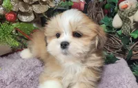 AKC Khloe, a female Lhasa Apso for sale in Jay, OK – Photo 2 of 3