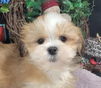 AKC Khloe, a female Lhasa Apso for sale in Jay, OK – Photo 3 of 3