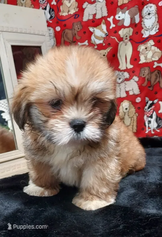 AKC Dexter – Lhasa Apso puppy for sale in Jay, OK