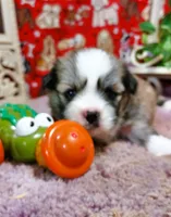 AKC Casey, a male Lhasa Apso for sale in Jay, OK – 2 of 3