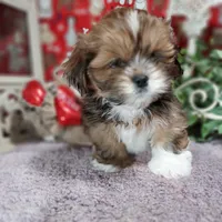 AKC Riko, a male Lhasa Apso for sale in Jay, OK – Photo 2 of 3