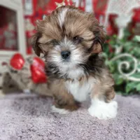 AKC Riko, a male Lhasa Apso for sale in Jay, OK – Photo 1 of 3