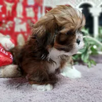 AKC Riko, a male Lhasa Apso for sale in Jay, OK – Photo 3 of 3