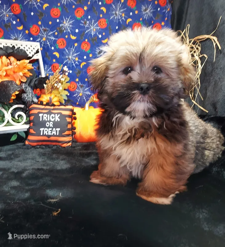 AKC Dawson – Lhasa Apso puppy for sale in Jay, OK