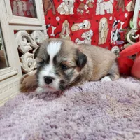 AKC Cody, a male Lhasa Apso for sale in Jay, OK – 2 of 3
