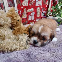 AKC Dexter, a male Lhasa Apso for sale in Jay, OK – 3 of 3