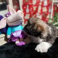 AKC Callie, a female Lhasa Apso for sale in Jay, OK – 2 of 2