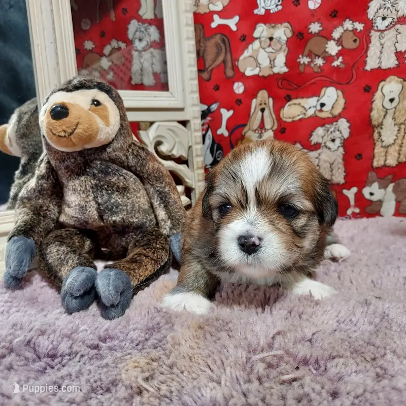 AKC Corey – Lhasa Apso puppy for sale in Jay, OK