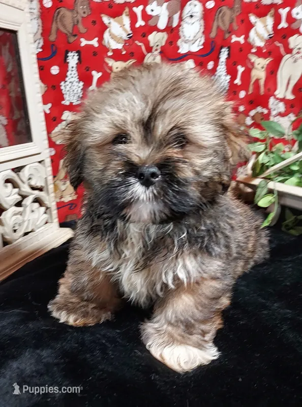 AKC Dawson – Lhasa Apso puppy for sale in Jay, OK