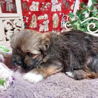 AKC Dawson, a male Lhasa Apso for sale in Jay, OK – 2 of 3