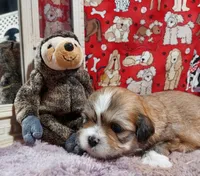 AKC Corey, a male Lhasa Apso for sale in Jay, OK – 3 of 3