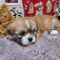 AKC Dexter, a male Lhasa Apso for sale in Jay, OK – 1 of 3