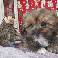 AKC Bishop, a male Lhasa Apso for sale in Jay, OK – Photo 1 of 3