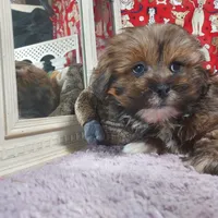 AKC Bishop, a male Lhasa Apso for sale in Jay, OK – Photo 3 of 3