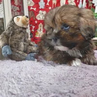 AKC Bishop, a male Lhasa Apso for sale in Jay, OK – Photo 2 of 3