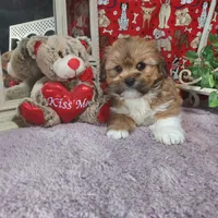 AKC Blake, a male Lhasa Apso for sale in Jay, OK – Photo 2 of 3