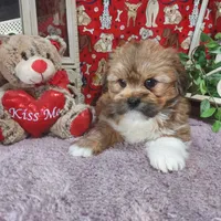AKC Blake, a male Lhasa Apso for sale in Jay, OK – Photo 1 of 3