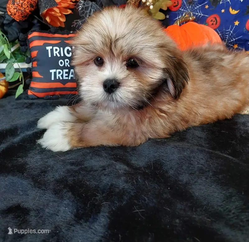 AKC Dexter – Lhasa Apso puppy for sale in Jay, OK