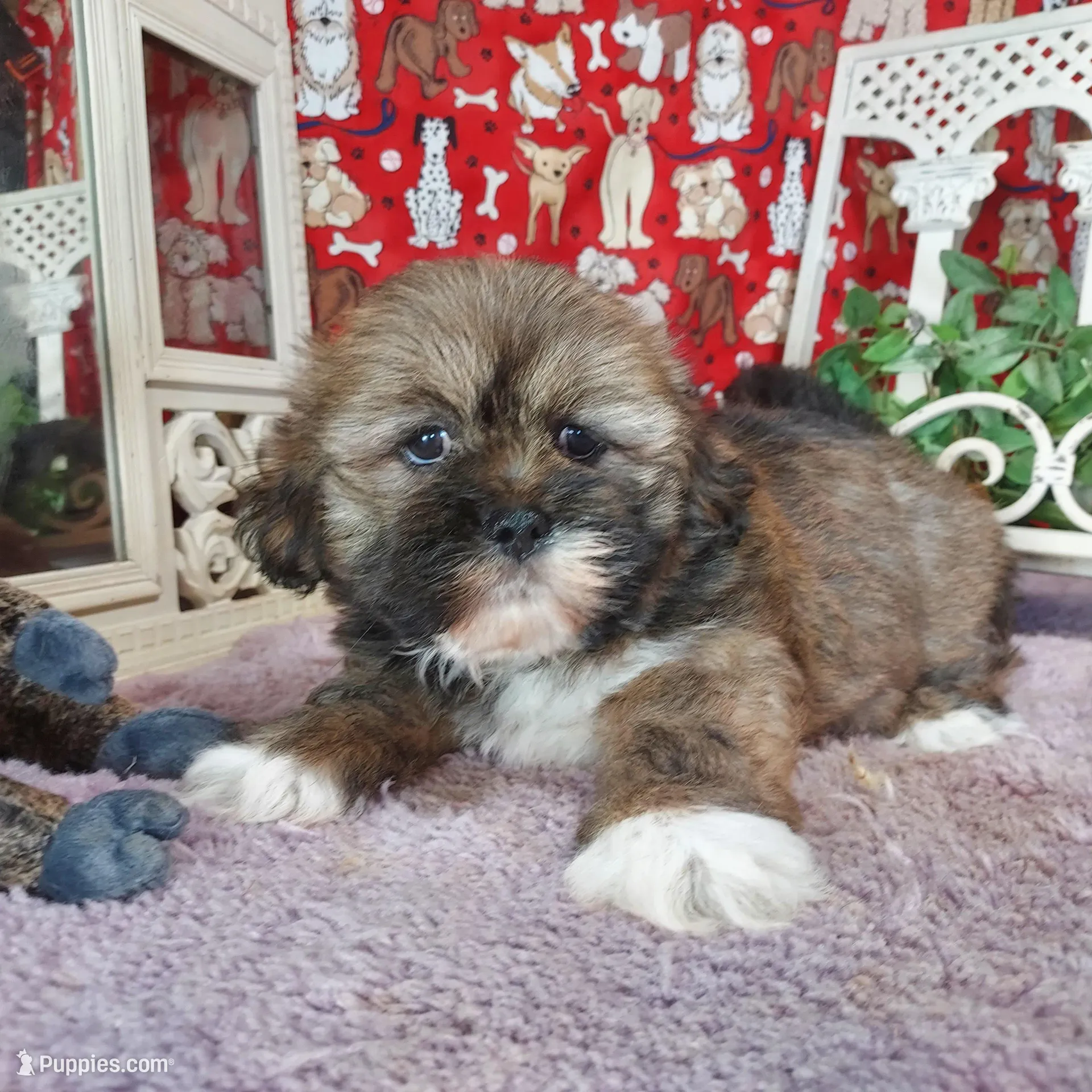 AKC Louie, a male Lhasa Apso for sale in Jay, OK – Photo 2 of 4