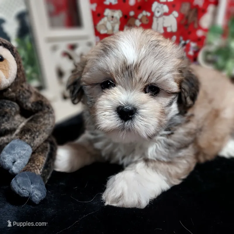 AKC Corey – Lhasa Apso puppy for sale in Jay, OK