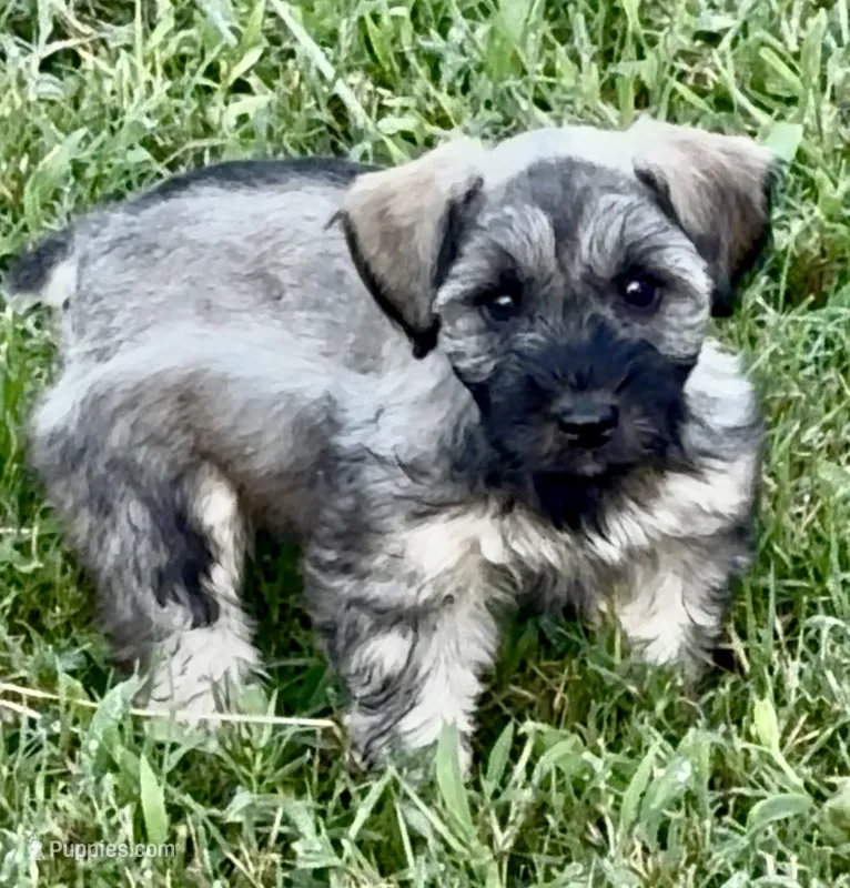 Fritzi – Miniature Schnauzer puppy for sale in Muenster, TX
