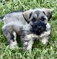 Fritzi, a female Miniature Schnauzer for sale in Muenster, TX – 1 of 2