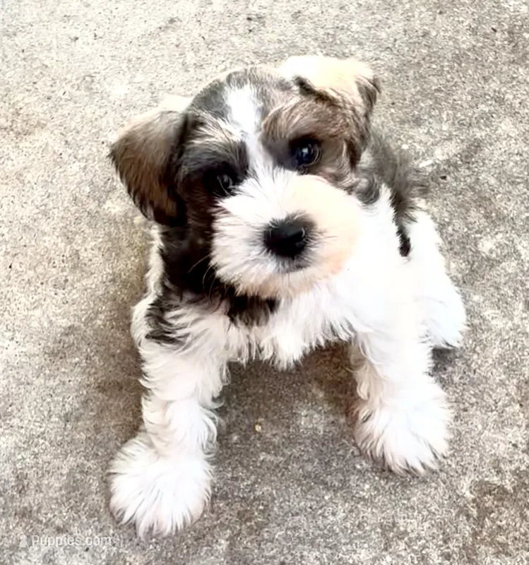 Bucket – Miniature Schnauzer puppy for sale in Muenster, TX