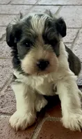 Bucket, a male Miniature Schnauzer for sale in Muenster, TX – 4 of 5