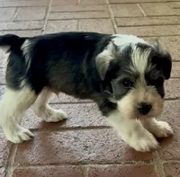 Bucket, a male Miniature Schnauzer for sale in Muenster, TX – 2 of 5