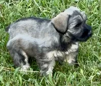 Fritzi, a female Miniature Schnauzer for sale in Muenster, TX – 2 of 2