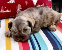 Mitzi, a female Miniature Schnauzer for sale in Muenster, TX – 3 of 3