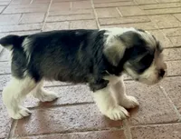 Bucket, a male Miniature Schnauzer for sale in Muenster, TX – 5 of 5